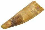 Real Fossil Spinosaurus Tooth - Premax Tooth #363471-1